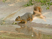 Squirrel with Reflection