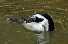 Penguin Playing