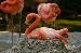 Flamingo Nesting