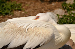 White Pelican