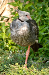 Crested Screamer