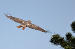 Red Tail Hawk