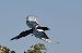 Magpie 2