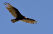 Turkey Vulture